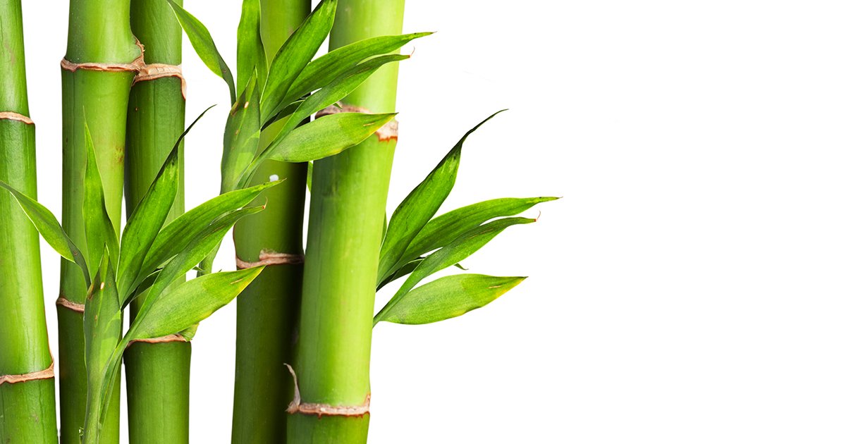 zeleny_bambus