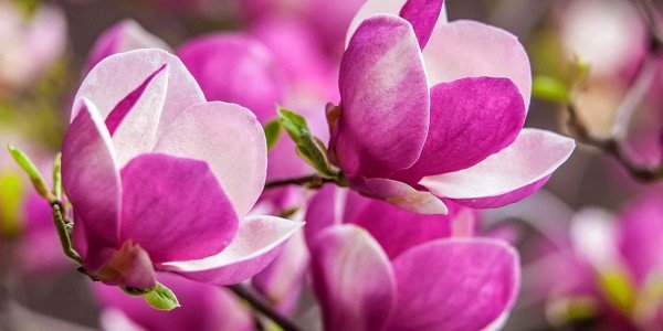 magnolie_difuzer